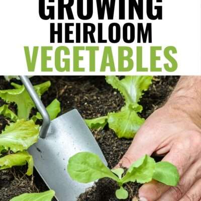 Trying new varieties of vegetables can be an adventure. Purple carrots, blue corn, and yellow tomatoes are just some suggestions if you want to start growing heirloom vegetables.