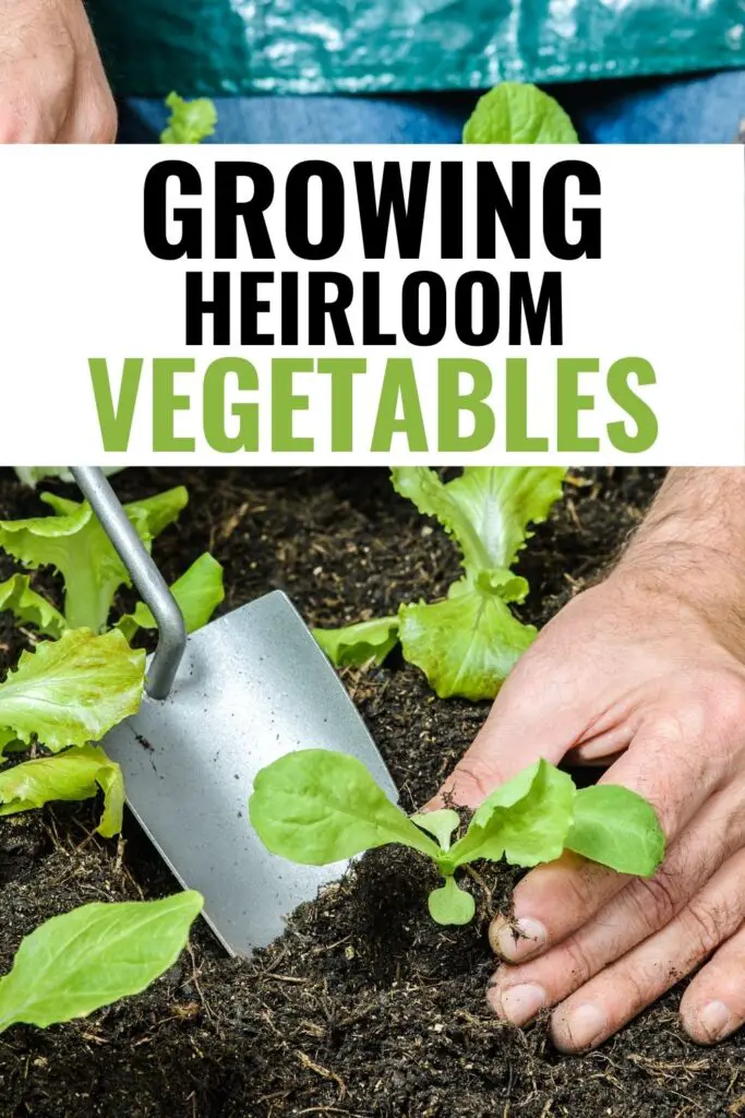 Trying new varieties of vegetables can be an adventure. Purple carrots, blue corn, and yellow tomatoes are just some suggestions if you want to start growing heirloom vegetables.