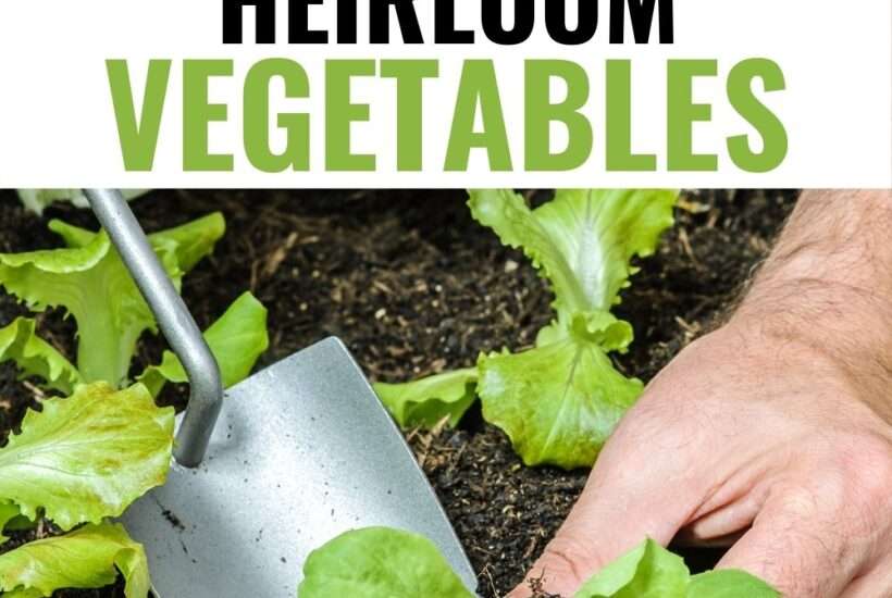 Trying new varieties of vegetables can be an adventure. Purple carrots, blue corn, and yellow tomatoes are just some suggestions if you want to start growing heirloom vegetables.