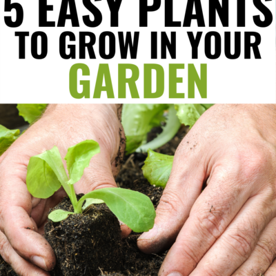 5 Easy Veggies to Grow in Your Garden