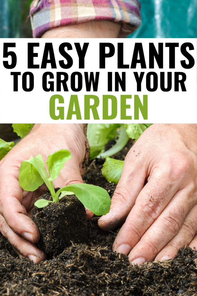 5 Easy Veggies to Grow in Your Garden
