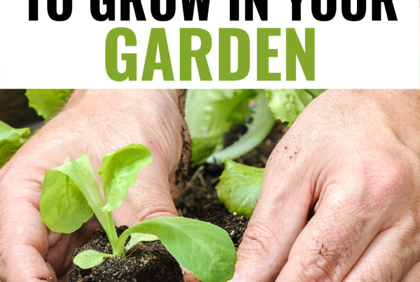 5 Easy Veggies to Grow in Your Garden