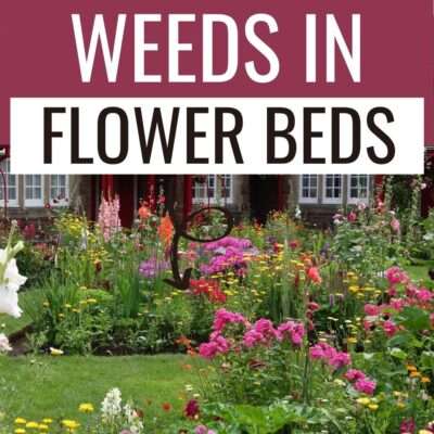Weeding can be made much simpler by implementing a few work-saving methods of weed control for flower beds