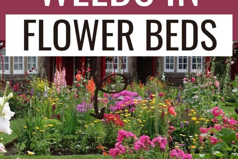 Weeding can be made much simpler by implementing a few work-saving methods of weed control for flower beds