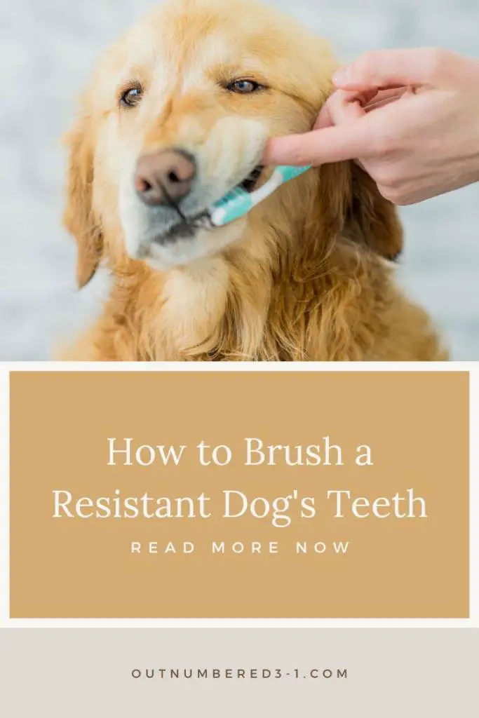 golden dog gemtting teeth cleaned - How to Brush a Resistant Dog's Teeth