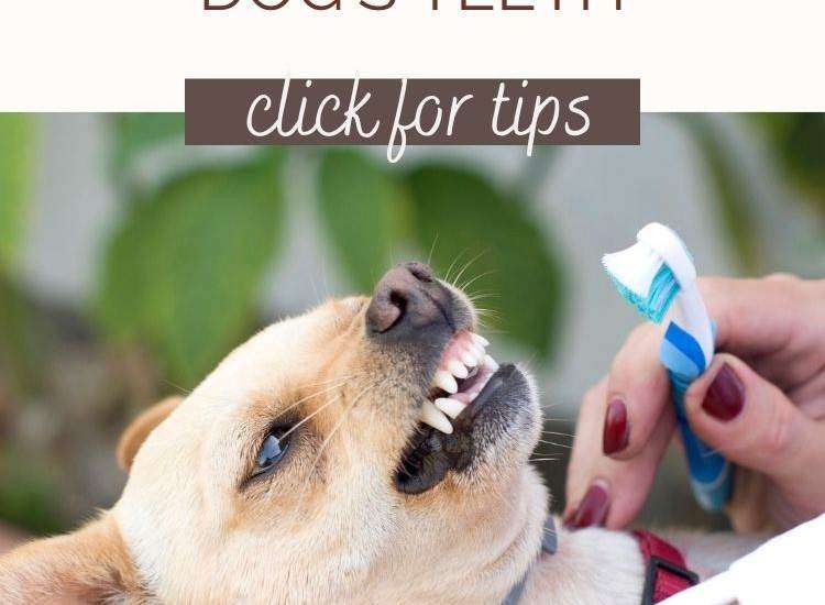 How to Brush a Resistant Dog's Teeth small dog getting teeth cleaned