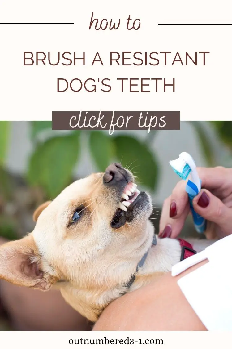 How to Brush a Resistant Dog's Teeth small dog getting teeth cleaned