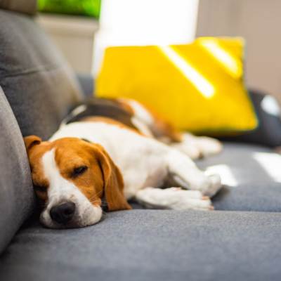 dog relaxing on grey couch with yellow pillow - dog separation anxiety
