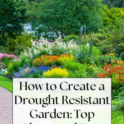 flower garden - text: How to Create a Drought Resistant Garden: Top Plants and Tips
