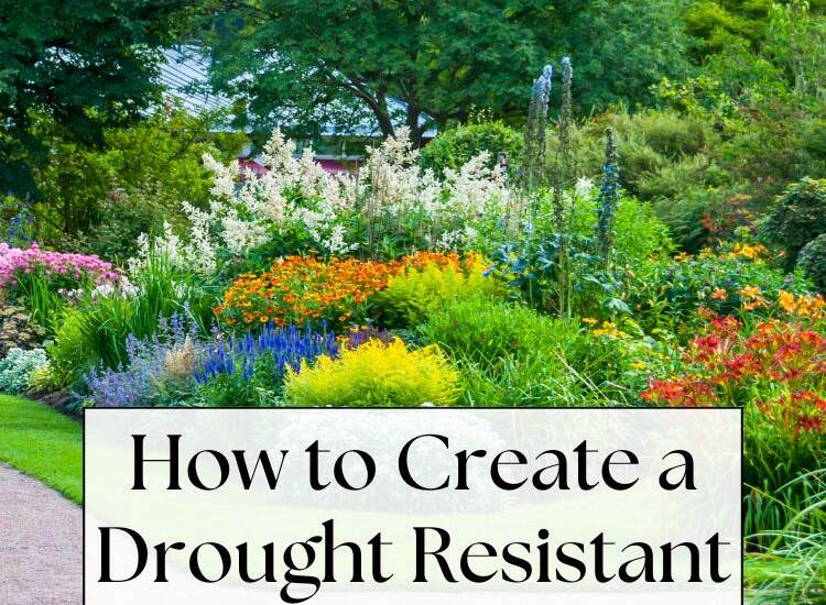 flower garden - text: How to Create a Drought Resistant Garden: Top Plants and Tips
