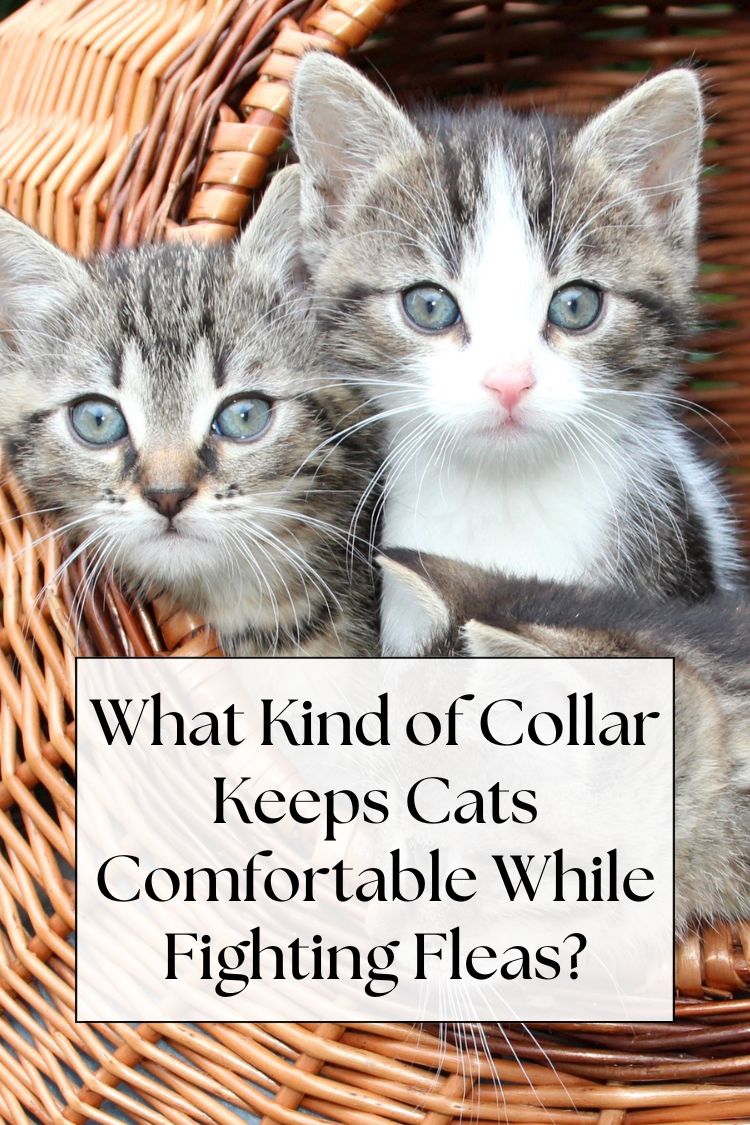 kiteens in wicker basket - text: What Kind of Collar Keeps Cats Comfortable While Fighting Fleas?