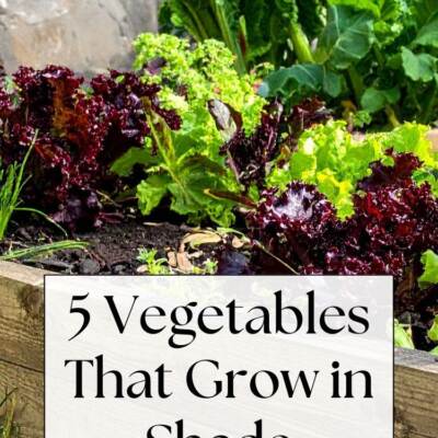 lettuce in raised garden bed - text: 5 Vegetables That Grow in Shade