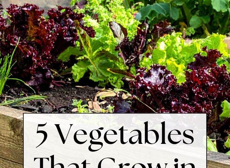 lettuce in raised garden bed - text: 5 Vegetables That Grow in Shade
