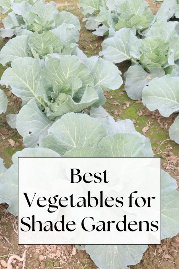 5 Vegetables That Grow in Shade - Outnumbered 3 to 1