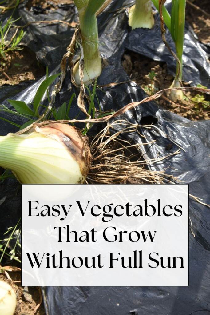 onions growing in garden - text: Easy Vegetables That Grow Without Full Sun